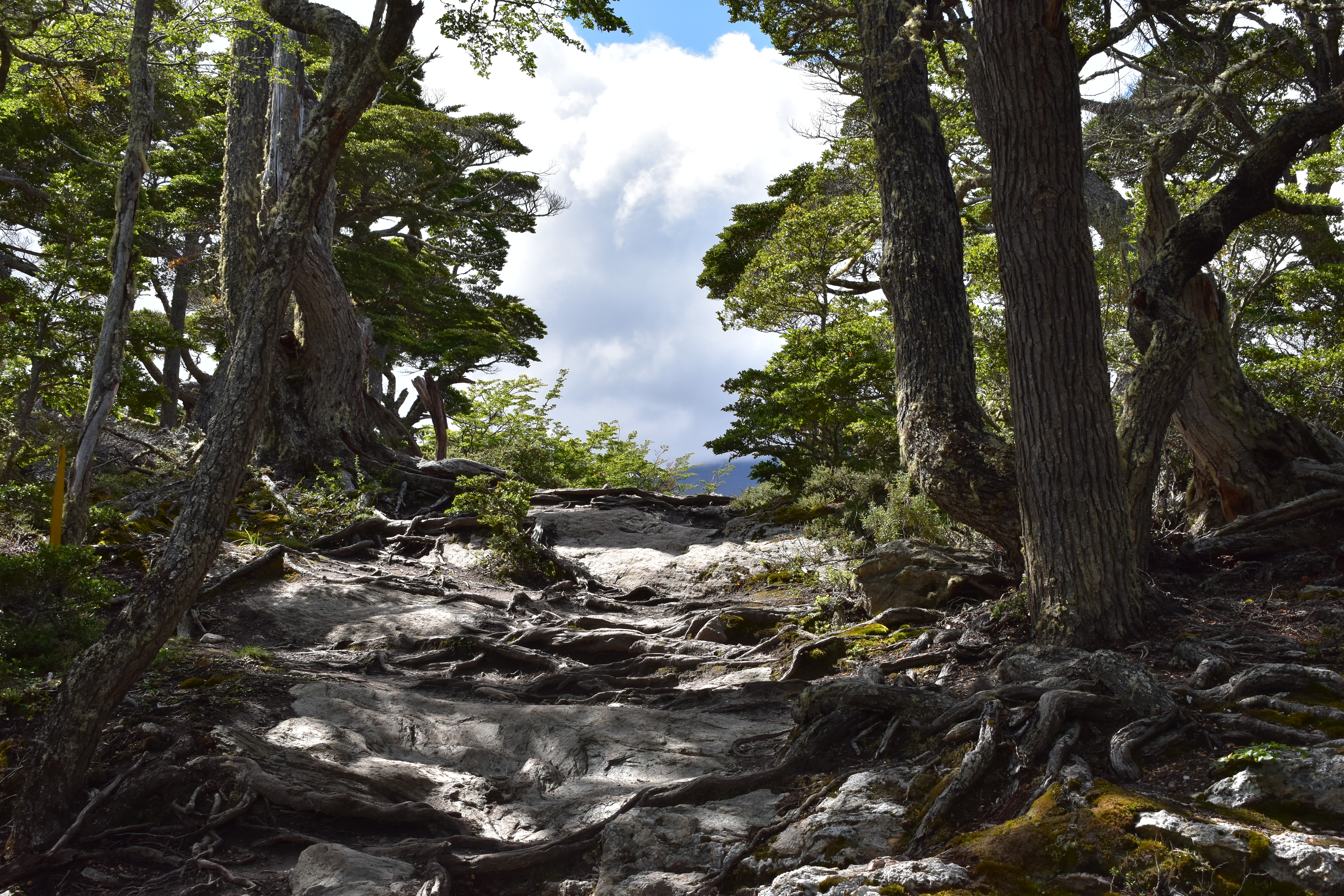 View from Trail in Tierra del Fuego National Park, Argentina. Feb. 5, 2020