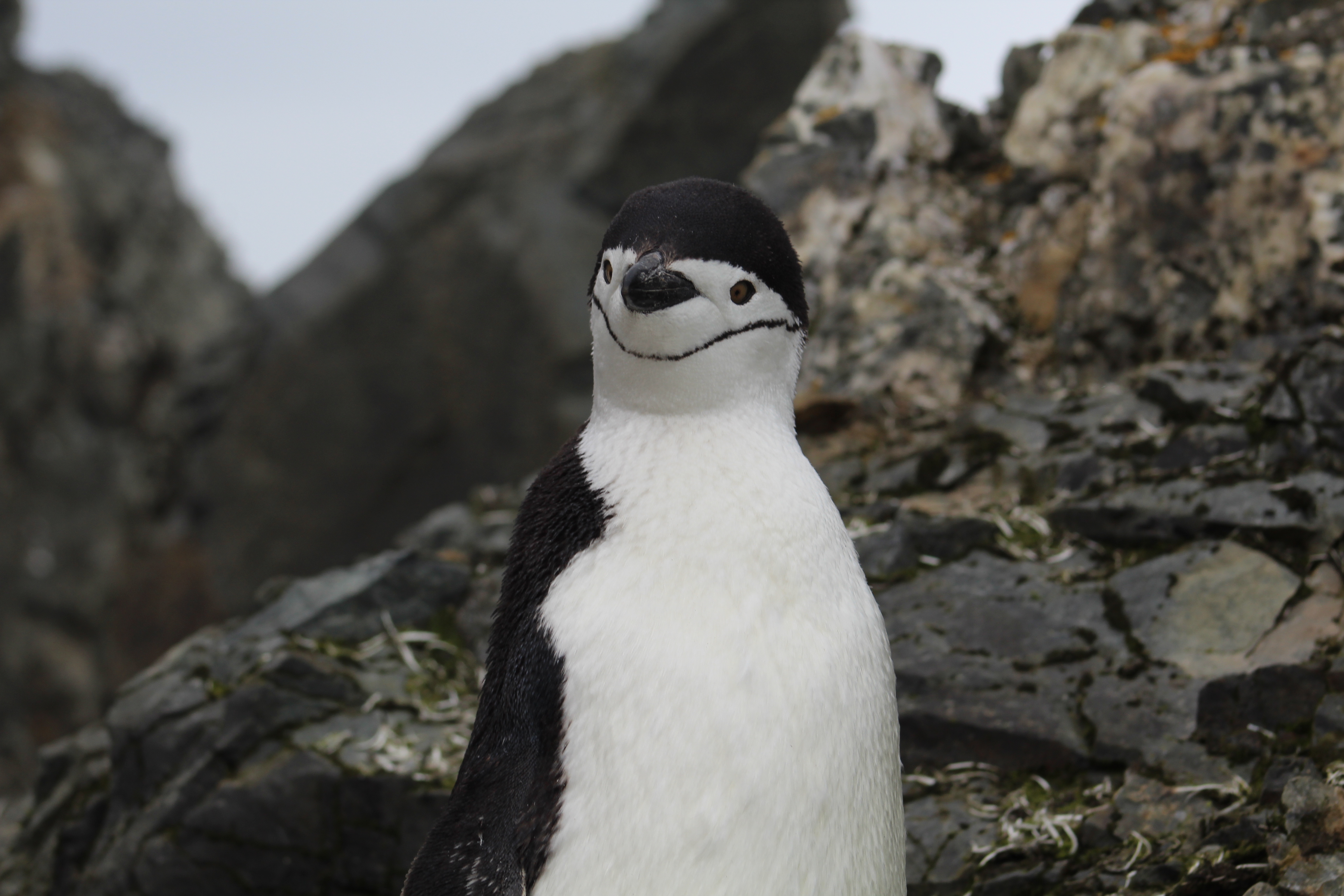 Chinstrap Penguin on Juan Carlos Base, Antarctica Feb. '20