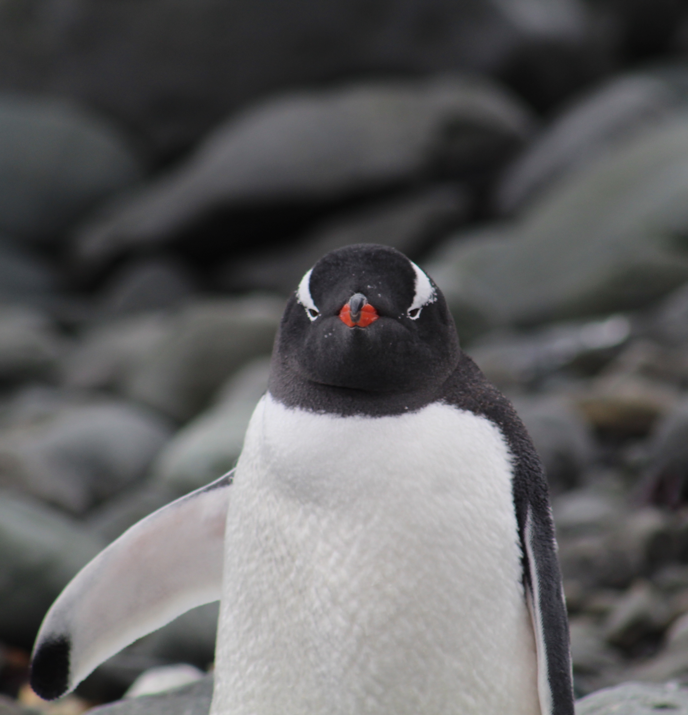 Gentoo Penguin waving, Livingston Island, Antarctica. Feb. 11, 2020